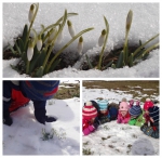 Lasteaia Ãµuealal olevas Ãµunaaias turritasid lume alt vÃ¤lja lumikellukesed.